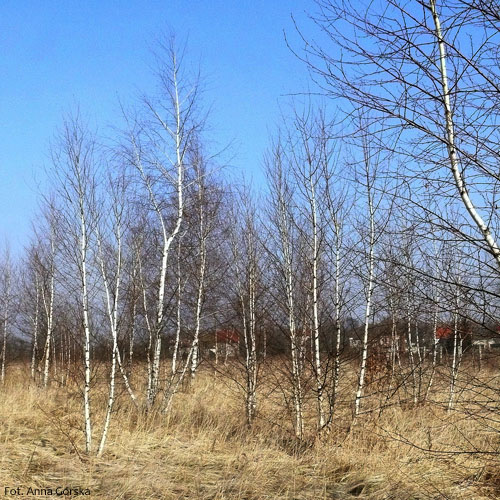 Brzoza brodawkowata, Betula pendula, kora